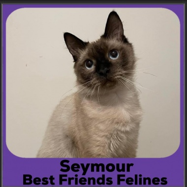 1_2023-Seymour