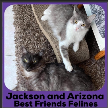 2020-Jackson-and-Arizona2