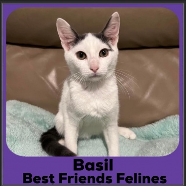 2023-Basil