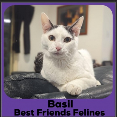 2023-Basil3