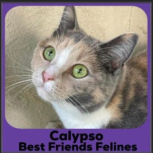 2023-Calypso2