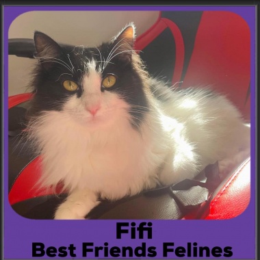 2023-Fifi