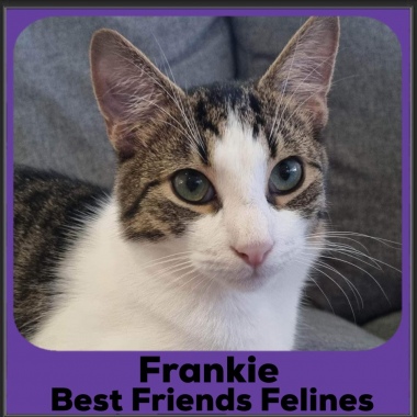 2023-Franki