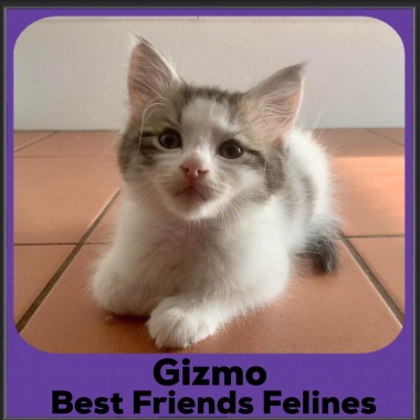 2023-Gizmo