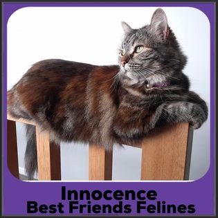 2023-Innocence