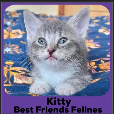 2023-Kitty-DSH