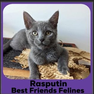 2023-Rasputin