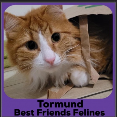 2023-Tormund