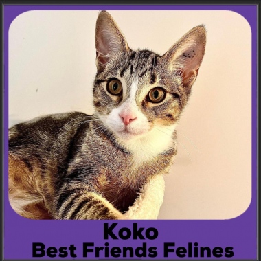 2023-koko
