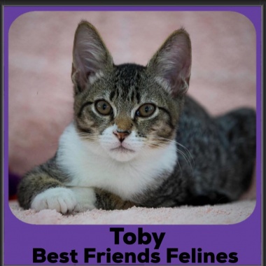 203-Toby