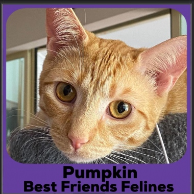 2_2023-Pumpkin