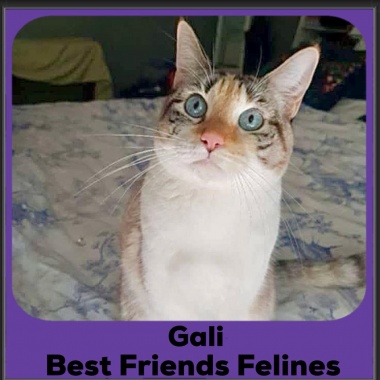 Gali