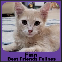 2021-Finn2