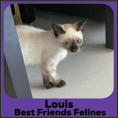 2021-Louis2