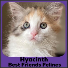 2022-Hyacinth