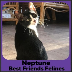 1_2022-Neptune2