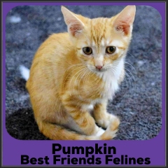 1_2022-Pumpkin
