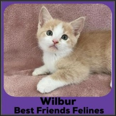 2022-Wilbur1