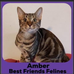 1_2023-Amber