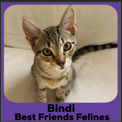 1_2023-Bindi
