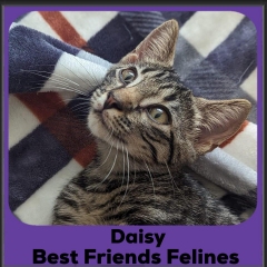 1_2023-Daisy