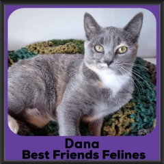 1_2023-Dana