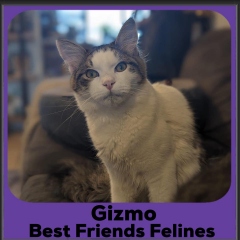 1_2023-Gizmo