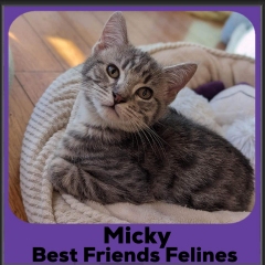 1_2023-Micky