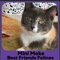 1_2023-Mini-Moke