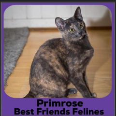 1_2023-Primrose