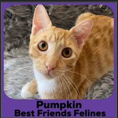 1_2023-Pumpkin