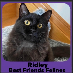 1_2023-Ridley