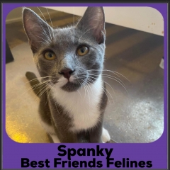 1_2023-Spanky