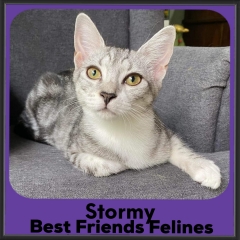 1_2023-Stormy