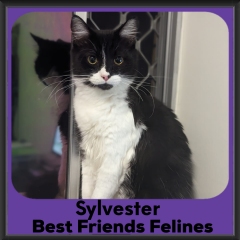 1_2023-Sylvester