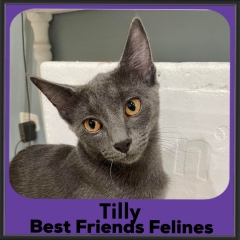 1_2023-Tilly