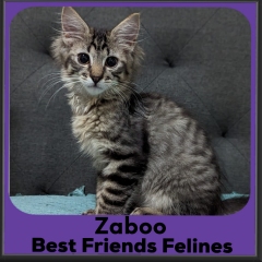 1_2023-Zaboo