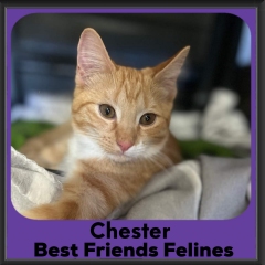 1_2024-Chester