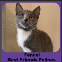 1_2024-Fennel