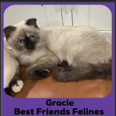 1_2024-Gracie