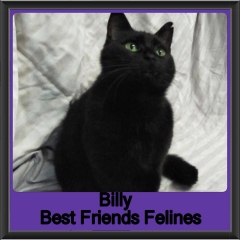 2018 - Billy