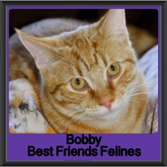 2018 - Bobby
