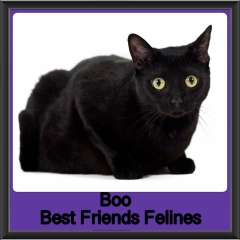 2018 - Boo
