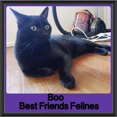 2018 - Boo