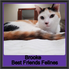 2018 - Brooke