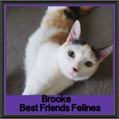 2018 - Brooke