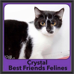 2018 - Crystal