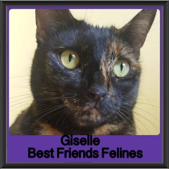 2018 - Giselle