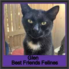 2018 - Glen1