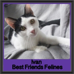 2018 - Ivan